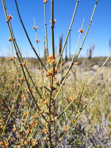 Ephedra aspera