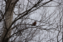Turdus migratorius image