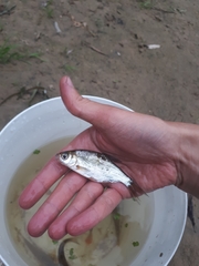 Blicca bjoerkna
