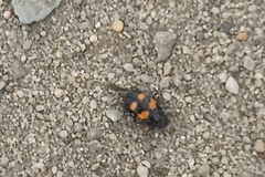 Glischrochilus grandis