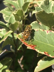 Eristalinus barclayi