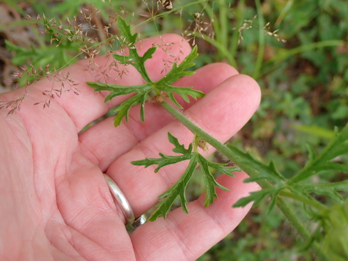 Malva moschata