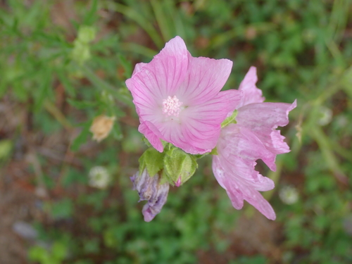 Malva moschata