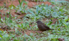 Lagonosticta rubricata