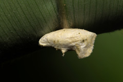 Beara tortriciformis