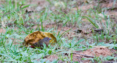 Lagonosticta rubricata