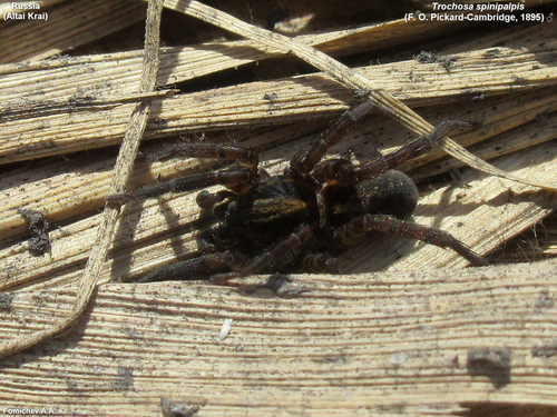 Trochosa spinipalpis