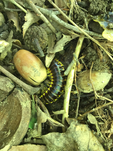 Apheloria tigana