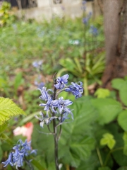 Hyacinthoides non-scripta