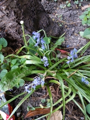 Hyacinthoides non-scripta