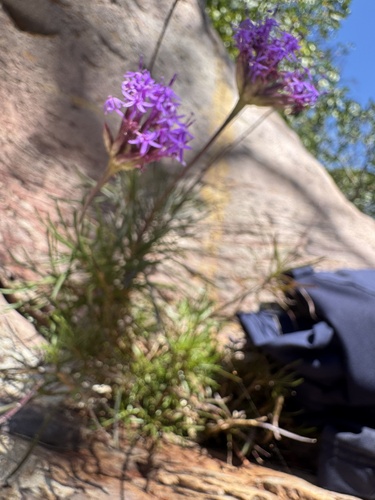Chresta angustifolia