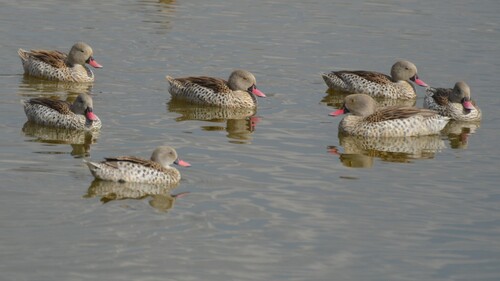 iNaturalist image