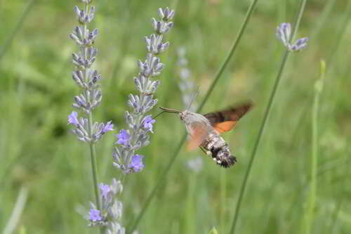 Eurasian Hummingbird Hawkmoth
