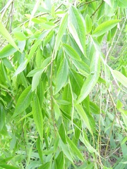 Salix babylonica