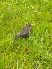 Turdus merula