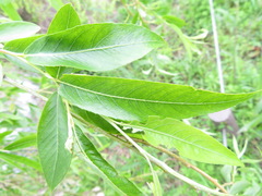 Salix babylonica