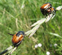 Anisoplia austriaca