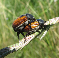 Anisoplia austriaca