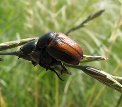 Anisoplia austriaca
