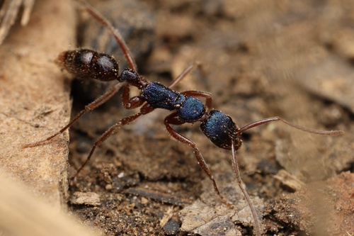Leptogenys intricataLeptogenys intricata
