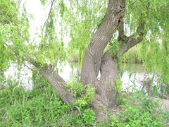 Salix babylonica