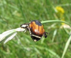 Anisoplia austriaca