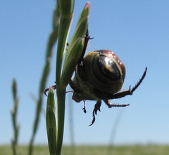 Anisoplia austriaca
