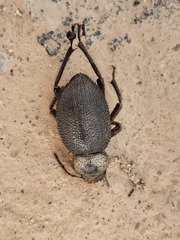 Trachyderma philistina