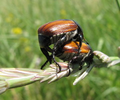 Anisoplia austriaca