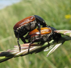 Anisoplia austriaca