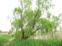 Salix babylonica