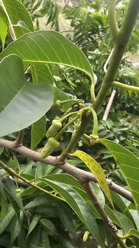 Annona reticulata, photograph 4