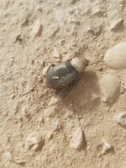 Trachyderma philistina