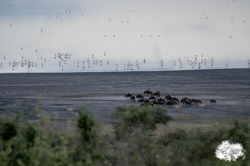 Blue wildebeest