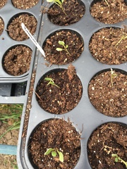 Brassica oleracea gemmifera