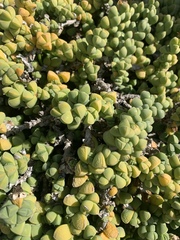 Mesembryanthemoideae