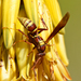 Palm Paper Wasp - Photo (c) Steven Mlodinow, some rights reserved (CC BY-NC), uploaded by Steven Mlodinow