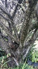 Prunus triloba