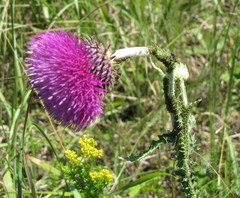Carduus hamulosus