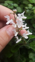Plectranthus ciliatus