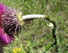 Carduus hamulosus