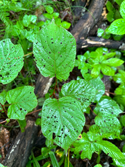 Actinidia kolomikta, photograph (c) Tatyana Petrenko, some rights reserved (CC BY)