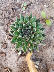 Aristaloe aristata