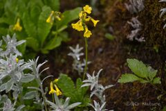 Primula prenantha, photograph Wang.QG, CC BY, iNaturalist via GBIF