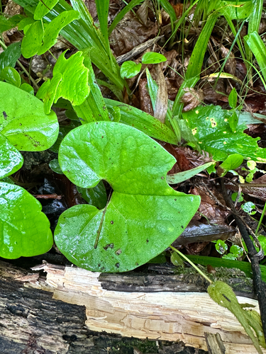Asarum sieboldii, photograph 1