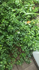 Plectranthus ciliatus
