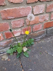 Taraxacum officinale