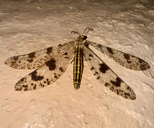 Grand Antlion