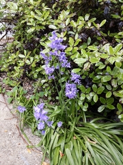 Hyacinthoides