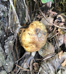 Scleroderma flavidum